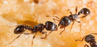 Ant Control