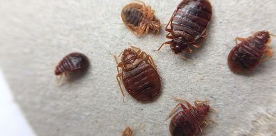 Bed Bug Control