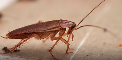 Cockroach Control