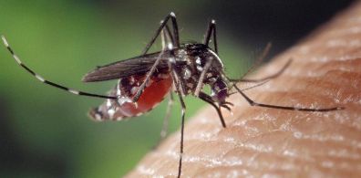 Mosquito Control
