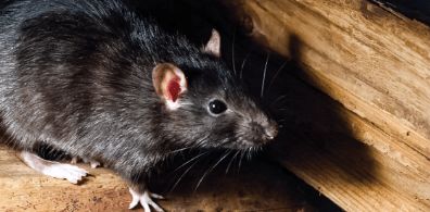 Rodent Control