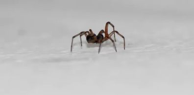 Spider Control
