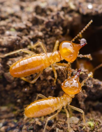 Termite Control