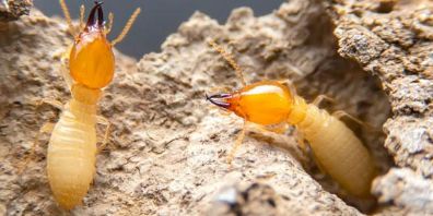 Termite Control