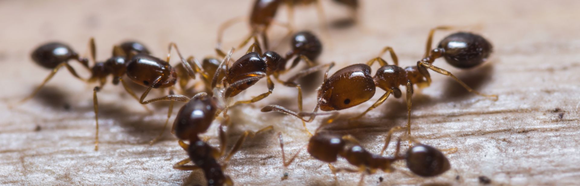 Skye Ant Control
