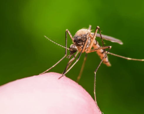 Mosquito Borne Diseases Include: