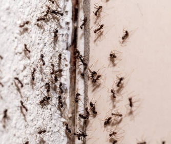 Commercial Pest