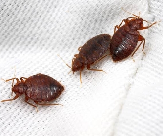 Commercial Pest