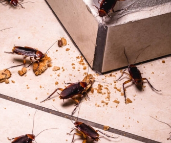 Commercial Pest